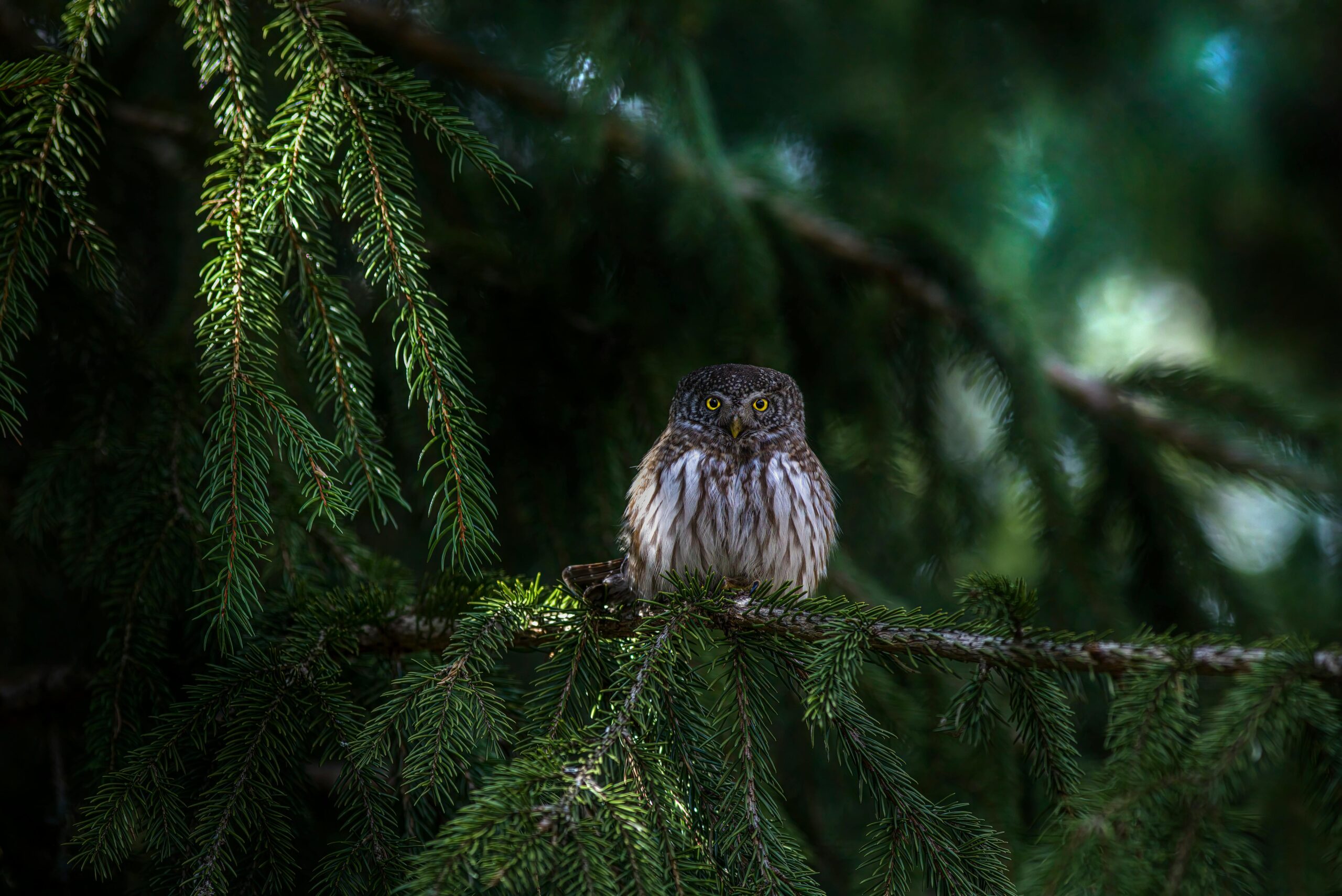 ಜ್ಞಾನೋಲೂಕ